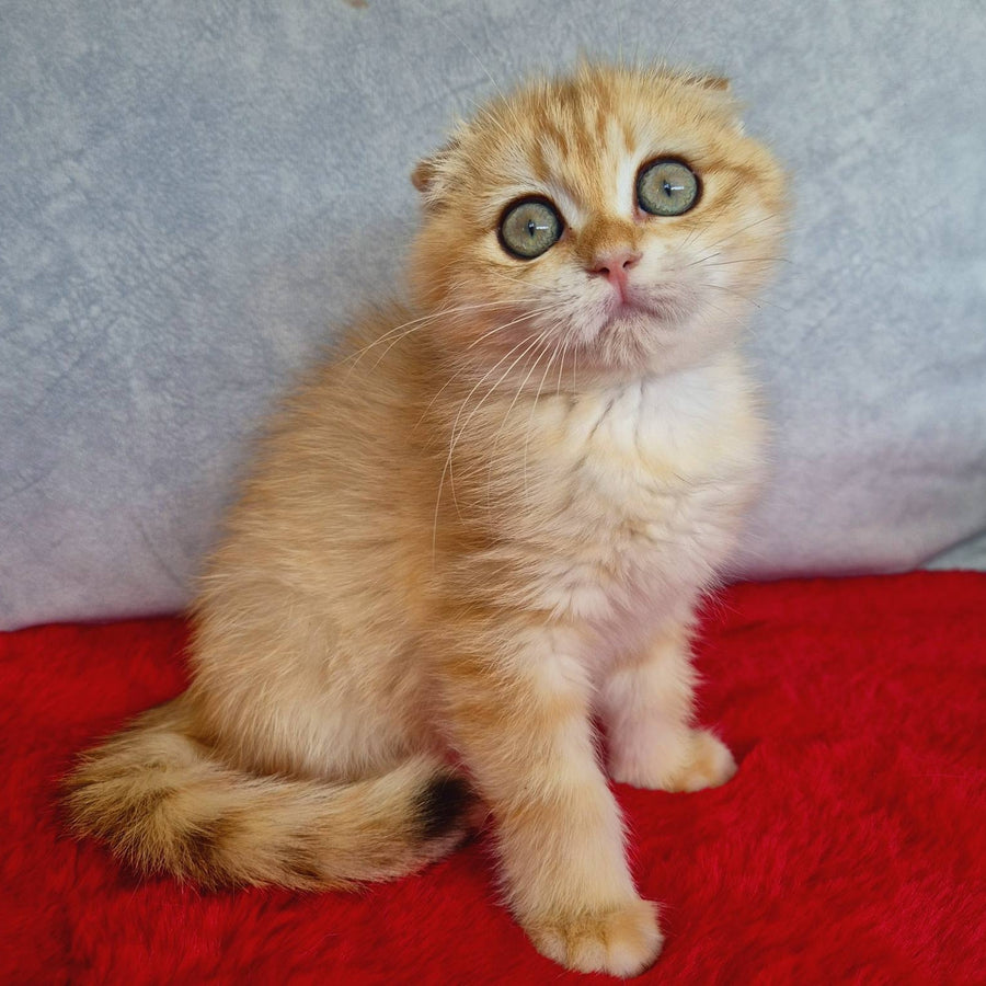 Maya Scottish Fold female, black golden chinchilla