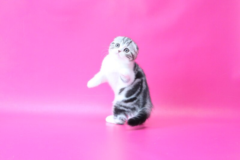 Rihanna Scottish Fold female black silver tabby bicolour live animals