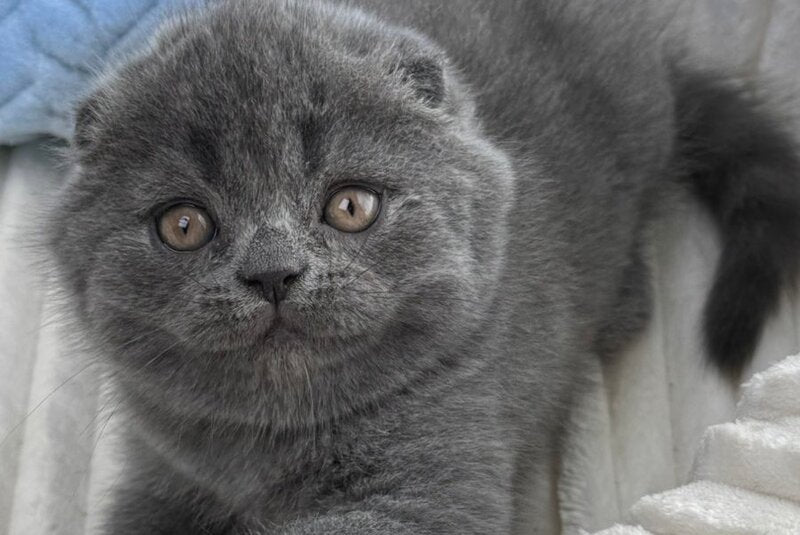 Alex Scottish Fold male, blue