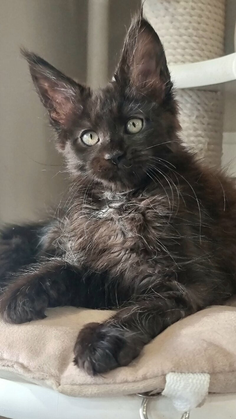 Debora Maine Coon female black with white - live animals