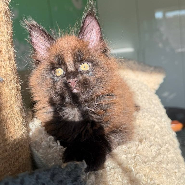 Arehie Maine Coon male, black with white