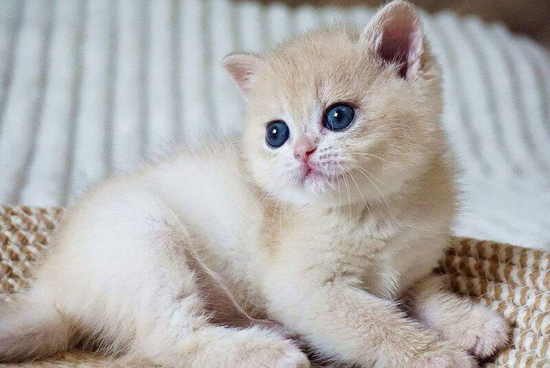 Jeni British Shorthair female, blue golden chinchilla
