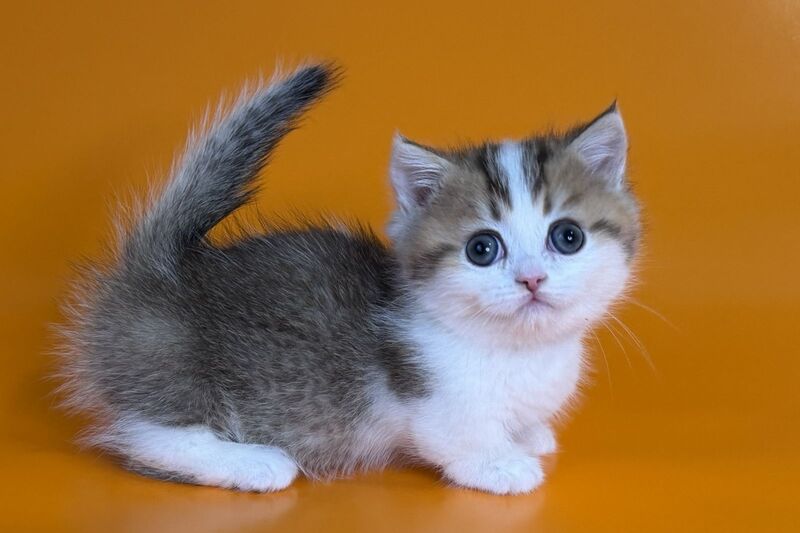 Yavik Munchkin male black golden ticked tabby - live animals