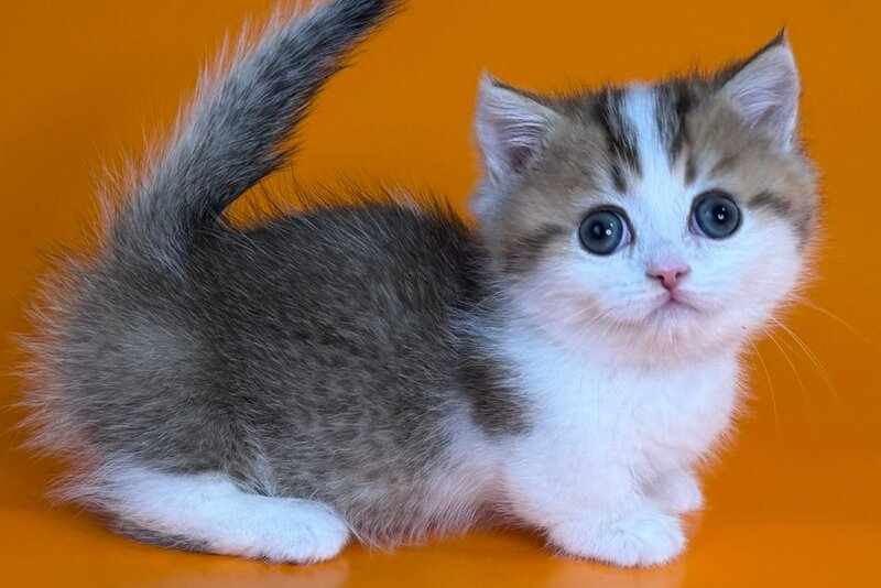 Yavik Munchkin male black golden ticked tabby - live animals