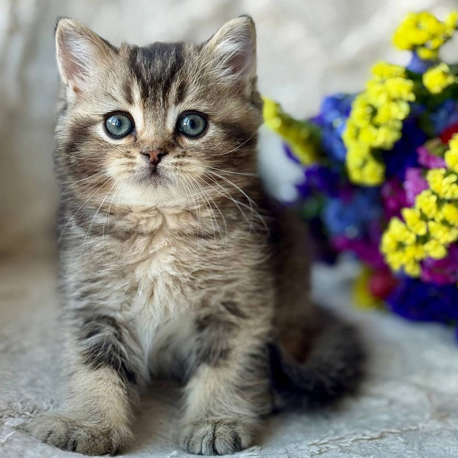 Wally British Shorthair male, black ticked tabby
