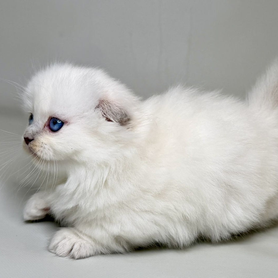 Stormy Munchkin female, blue shaded pointed