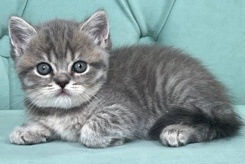 Diamond Scottish Straight male, blue ticked tabby