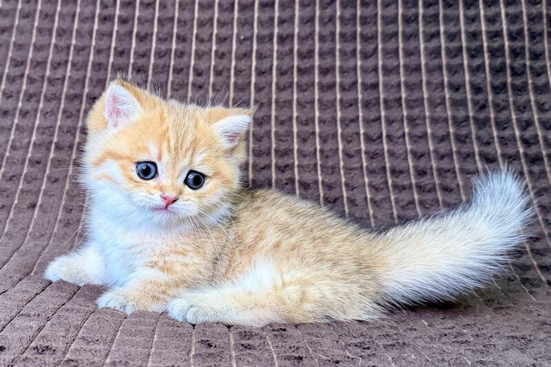 Milo Munchkin male, black golden spotted tabby