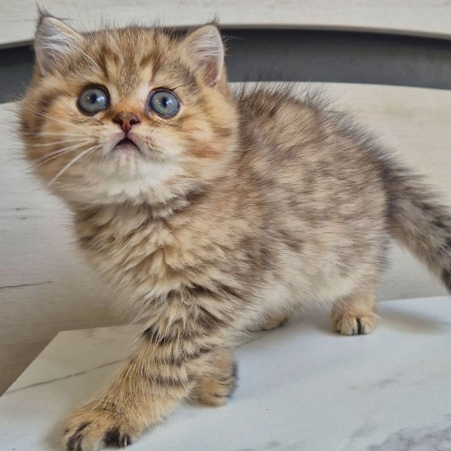 Mark British Shorthair male, black golden spotted tabby