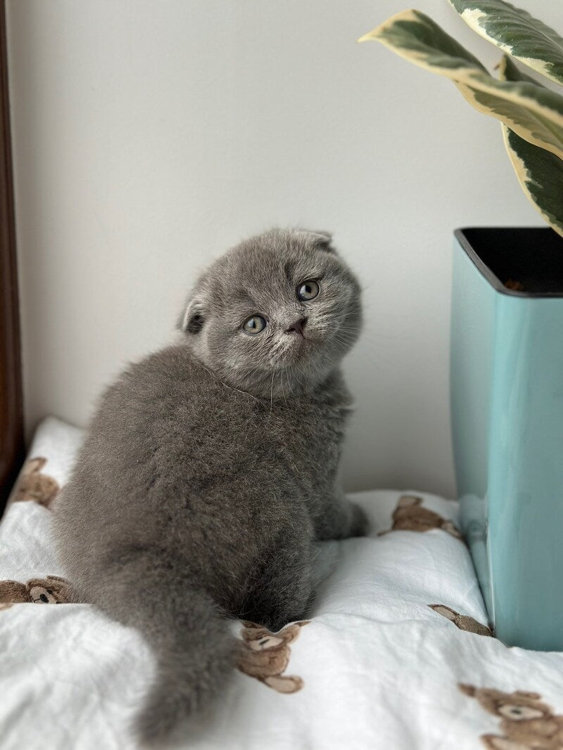 Xenia Scottish Fold female blue live animals