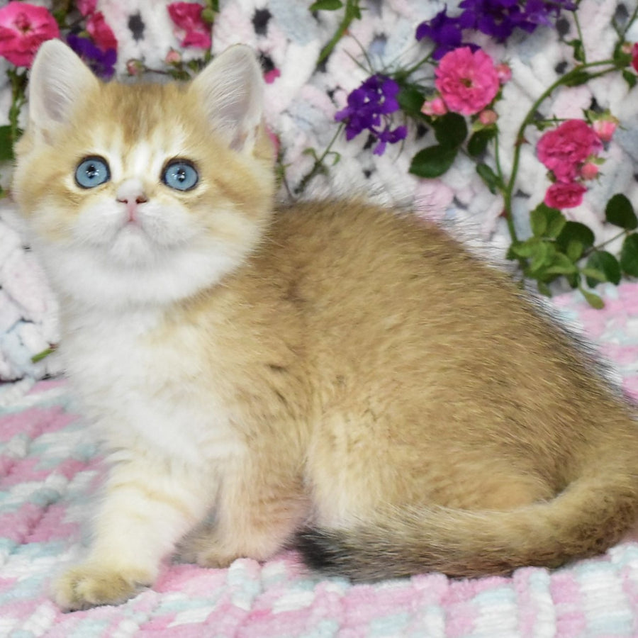 Avrora British Shorthair female, black golden shaded with white