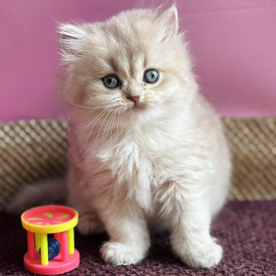Shanti British Longhair female, lilac golden shaded