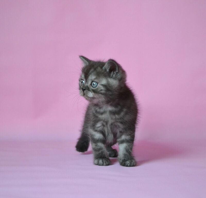 Marvel Scottish Straight male, black silver