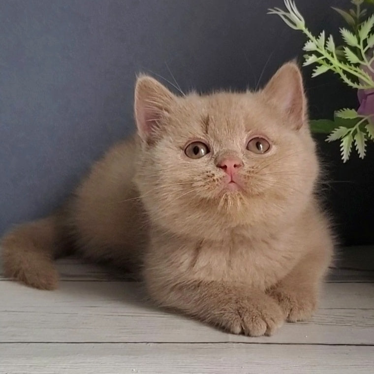 Feya British Shorthair female, fawn