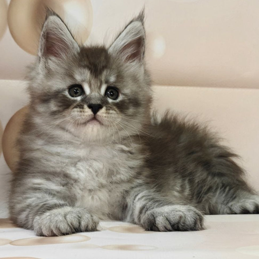 Alexander Maine Coon polydactyl 6x6x6x6 male, black silver ticked tabby