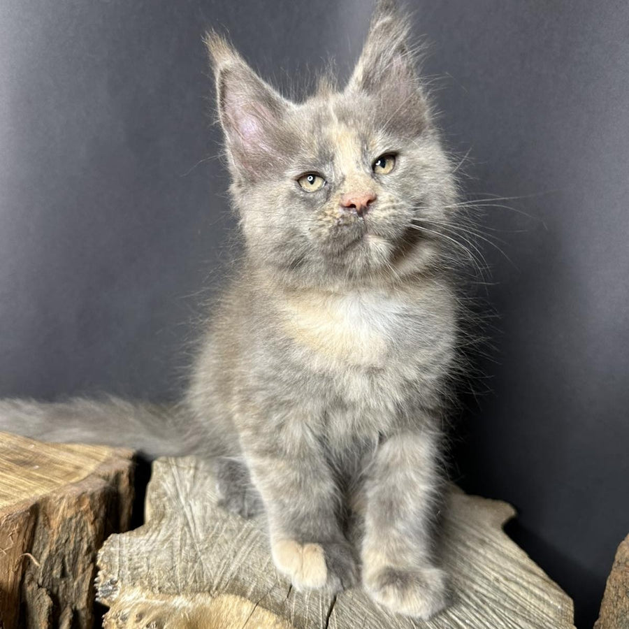 Petunia Maine Coon female, blue tortie with white