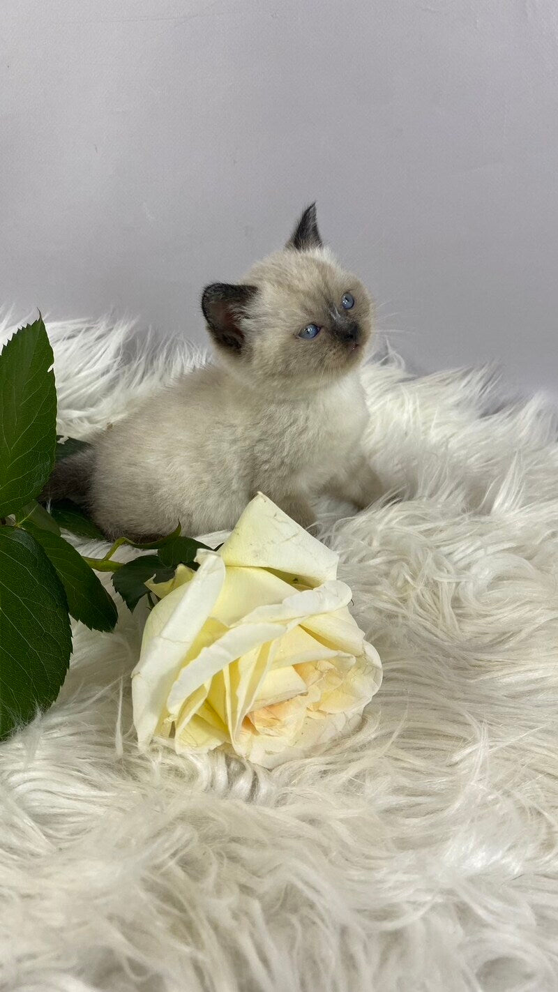 Dolce Vita Scottish Straight female, black pointed