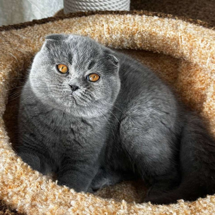 Baffy Scottish Fold female, blue