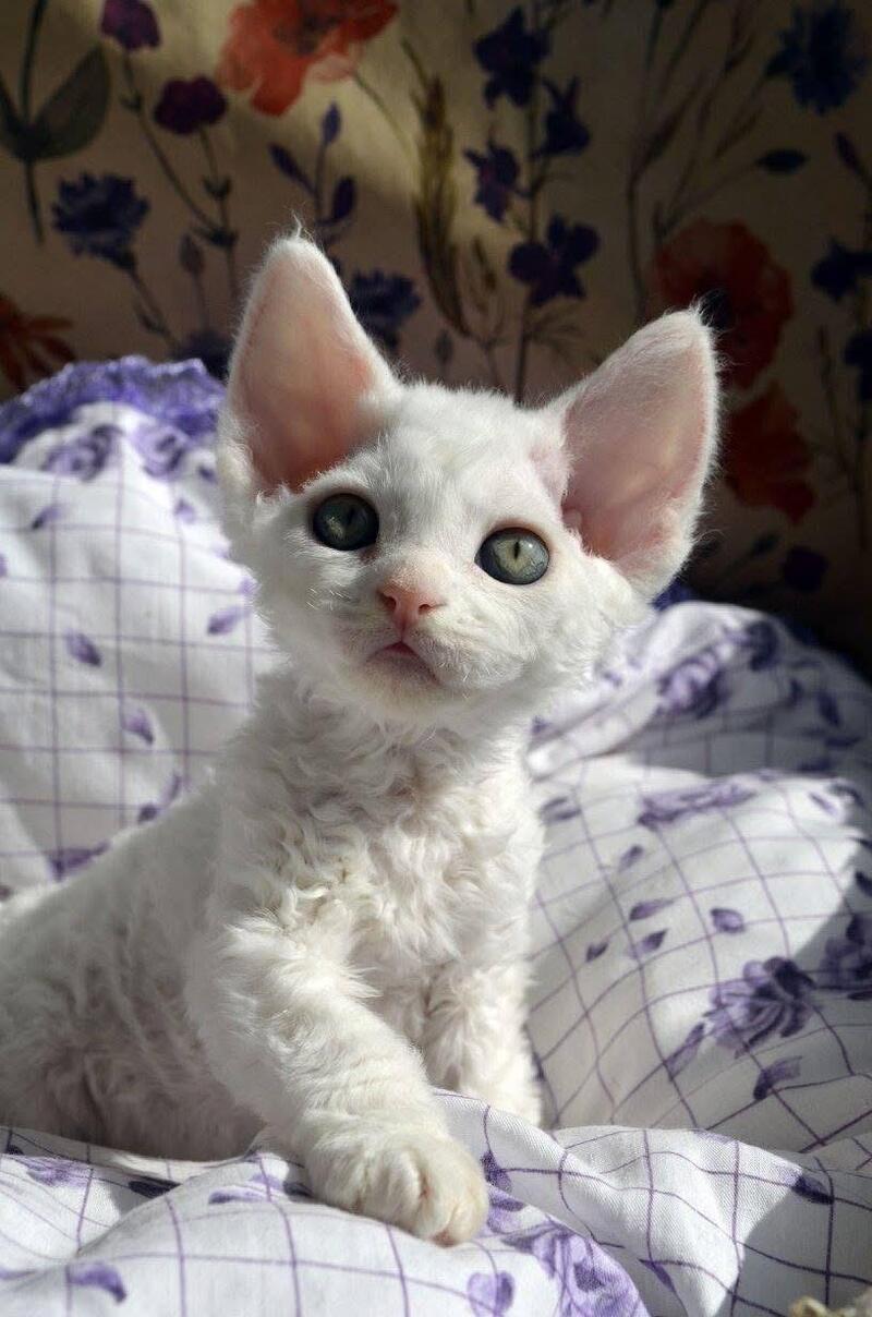 Charlie Devon Rex female, white