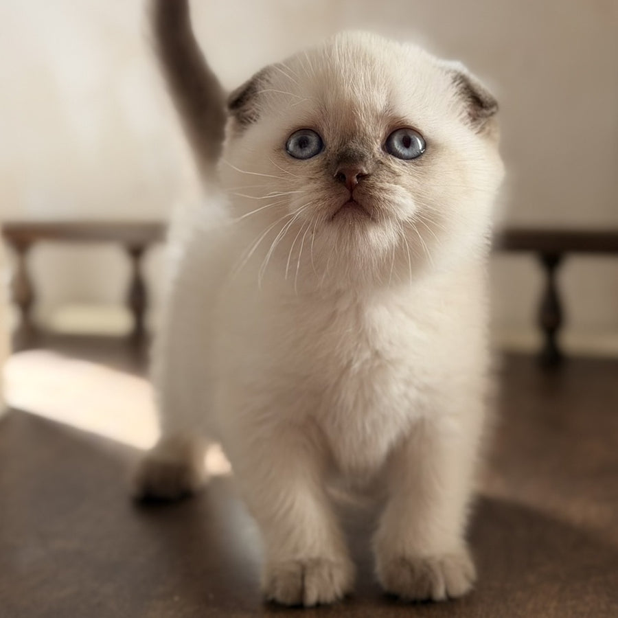 Tutsi Scottish Fold female, chocolate pointed