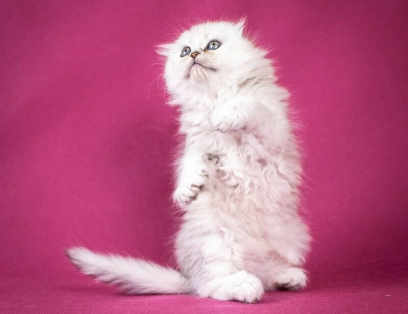 Catrina Scottish Fold female black silver shaded - live animals