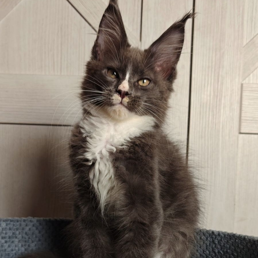 Amur Maine Coon polydactyl 7x7x6x6 male, blue bicolour