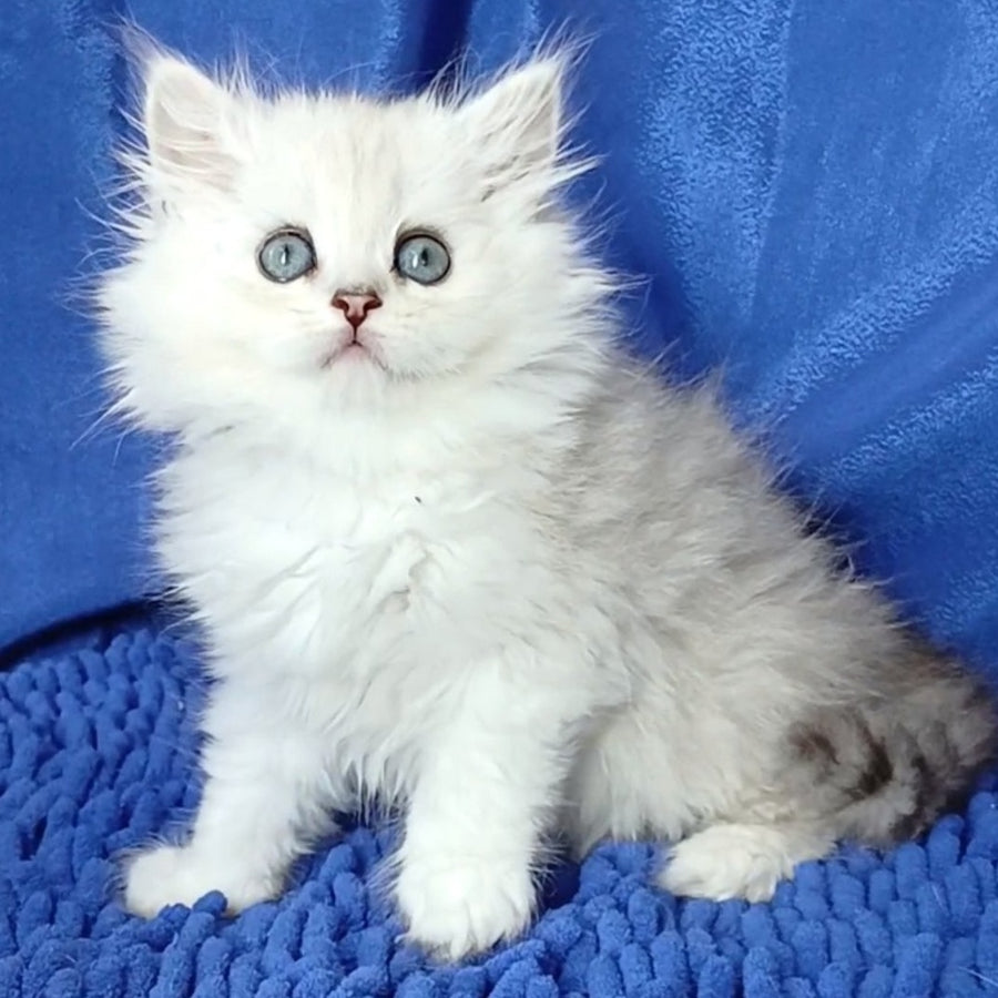 Regina Persian female, black silver shaded