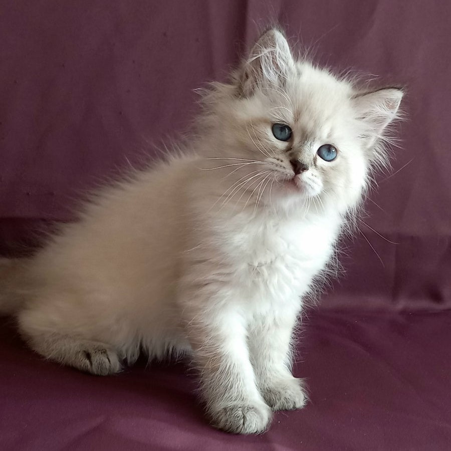 Marcus Siberian male, black tabby pointed
