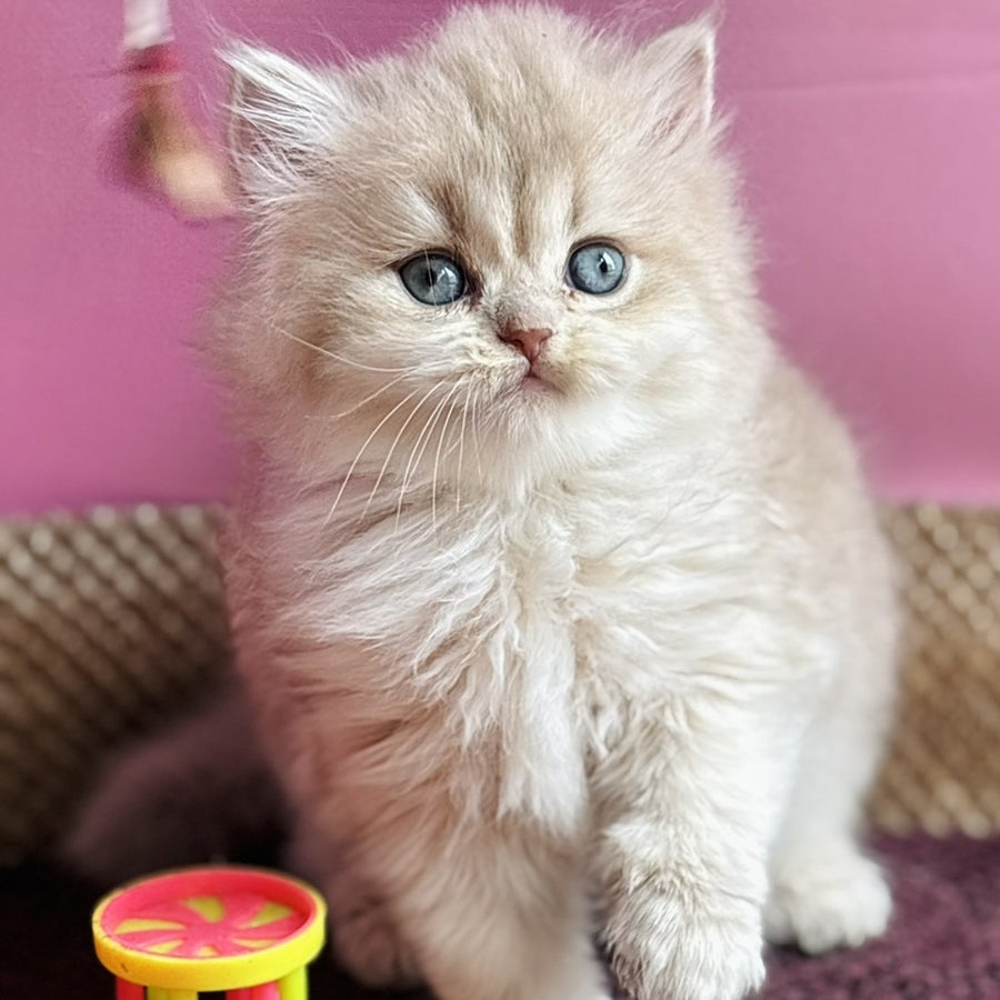 Shanti British Longhair female, lilac golden shaded