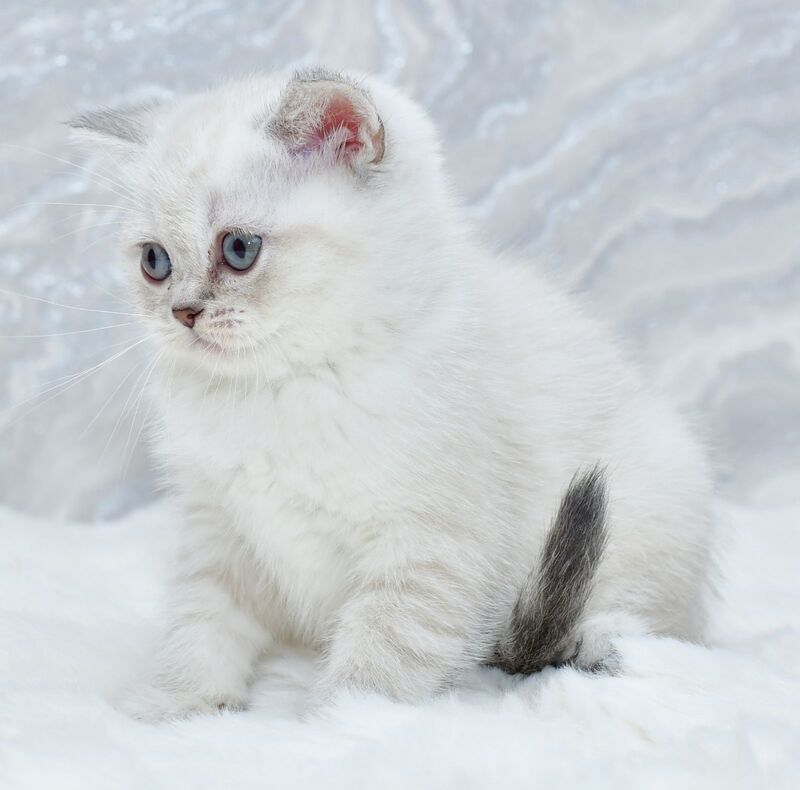Jina Scottish Straight female blue tabby pointed - live animals