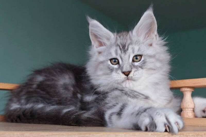 Gelios Maine Coon male, blue silver tabby