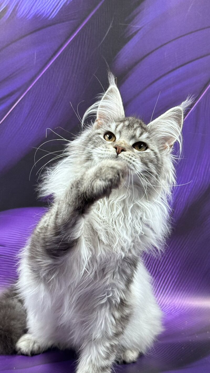 Malina Maine Coon female, black silver tabby