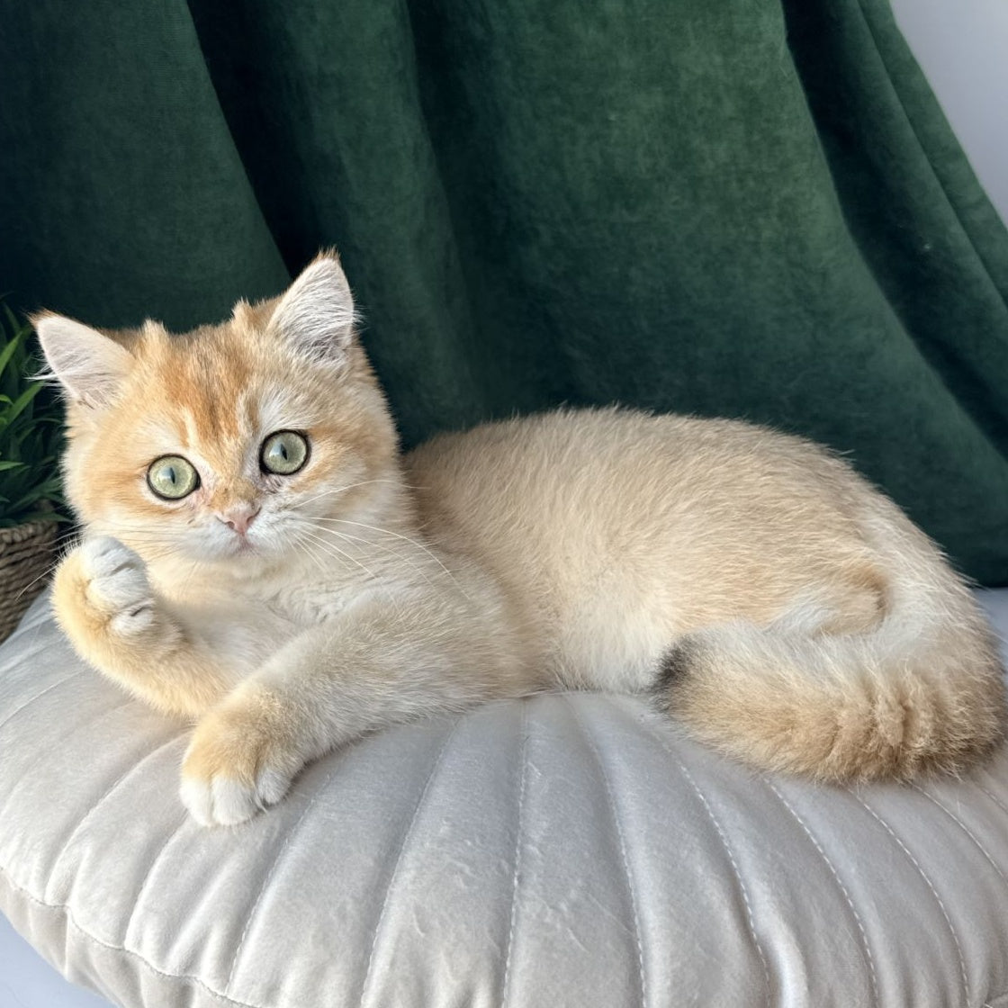 Ferdinand British Shorthair male, black golden chinchilla