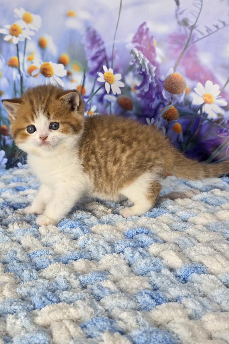 Kenny Scottish Straight male cinnamon spotted tabby bicolour - live animals