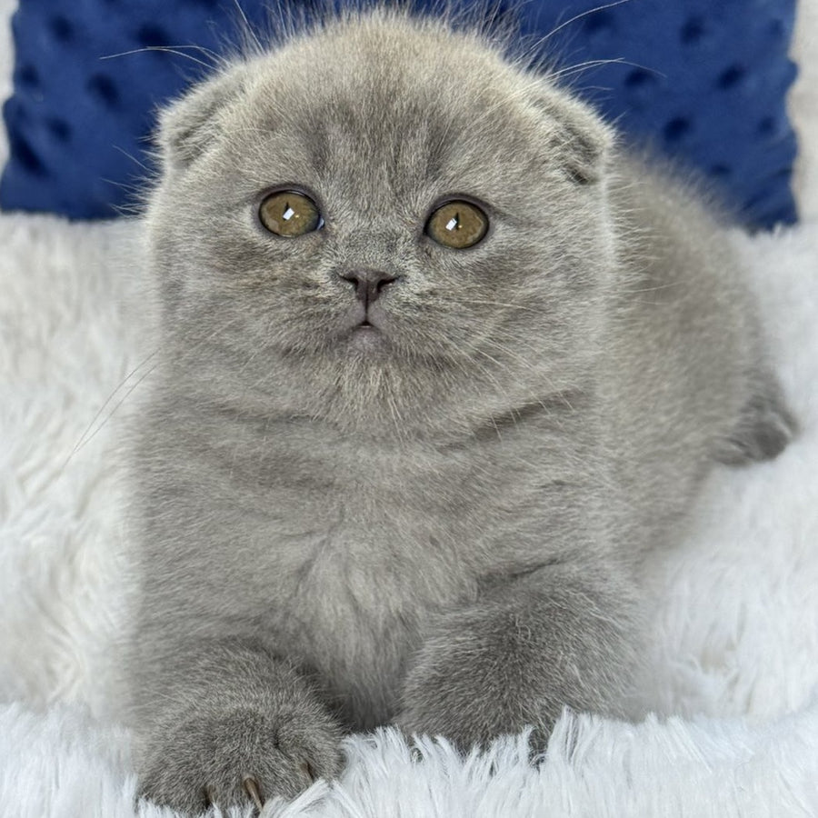 Woody Scottish Fold male, blue