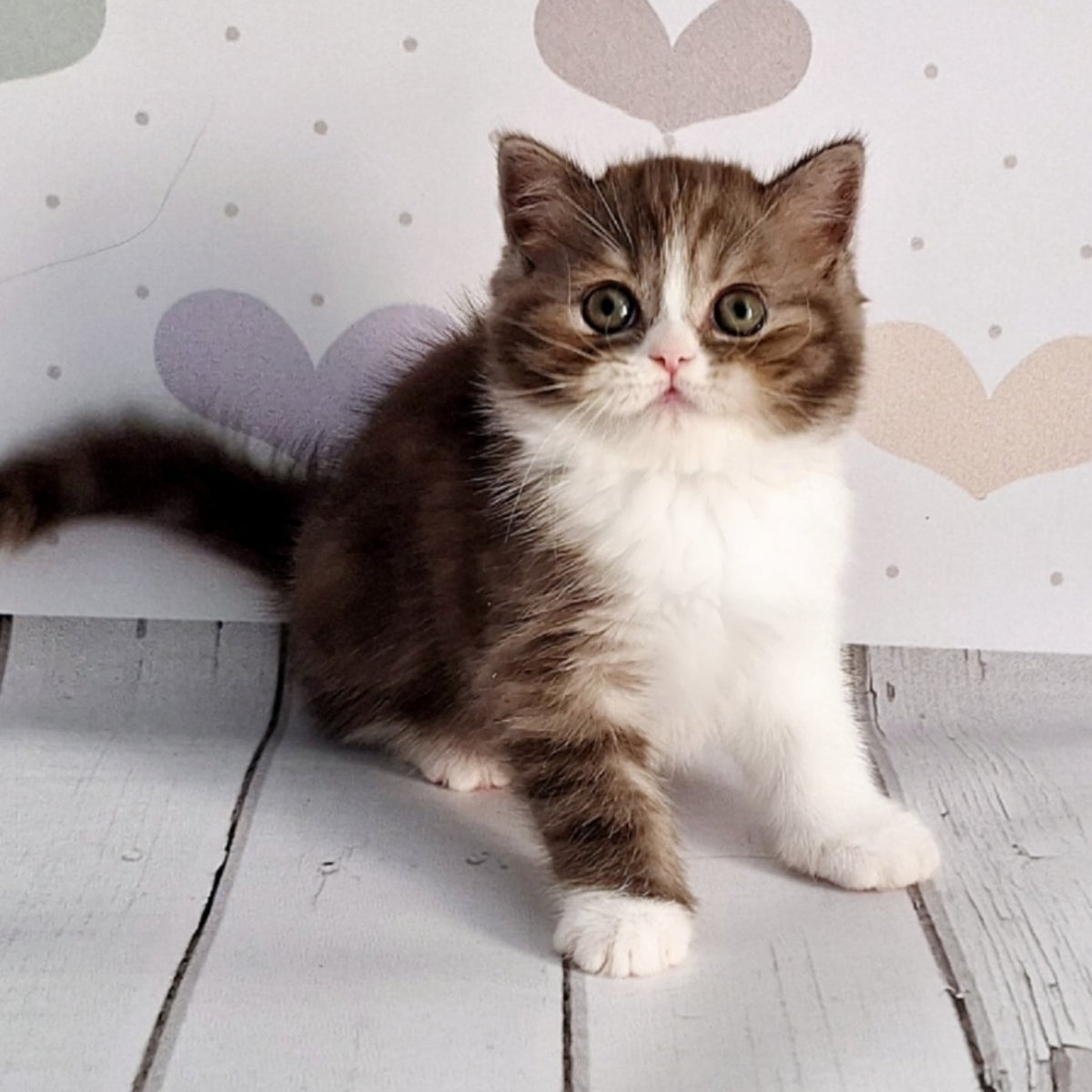 Blossom Scottish Straight male, chocolate tabby bicolour