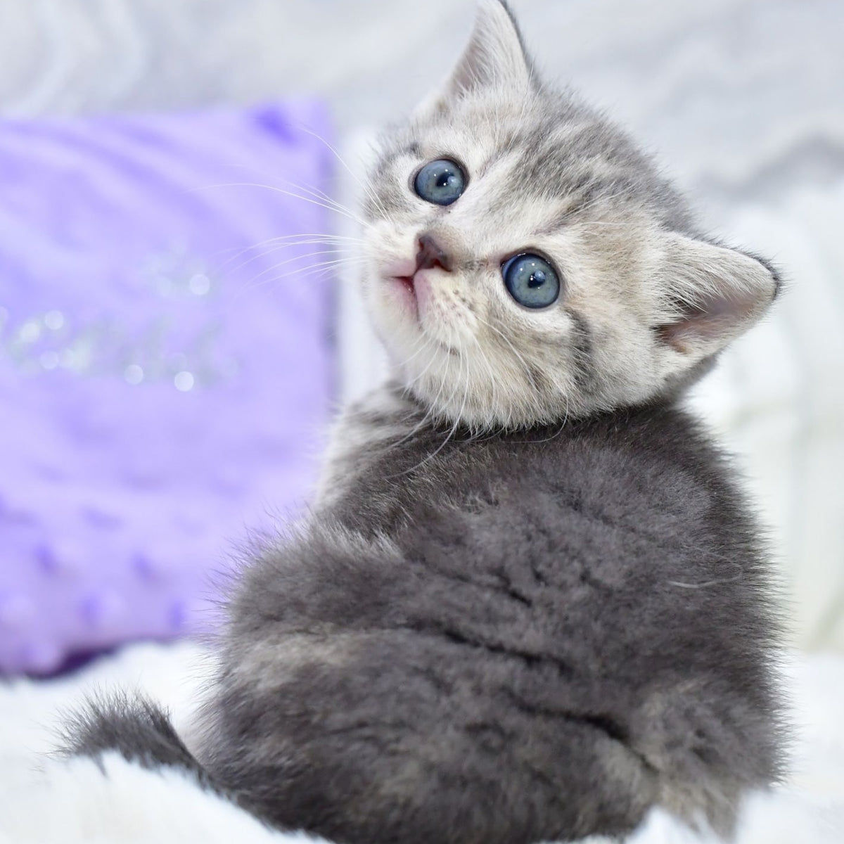 Laki Scottish Straight male, blue tabby