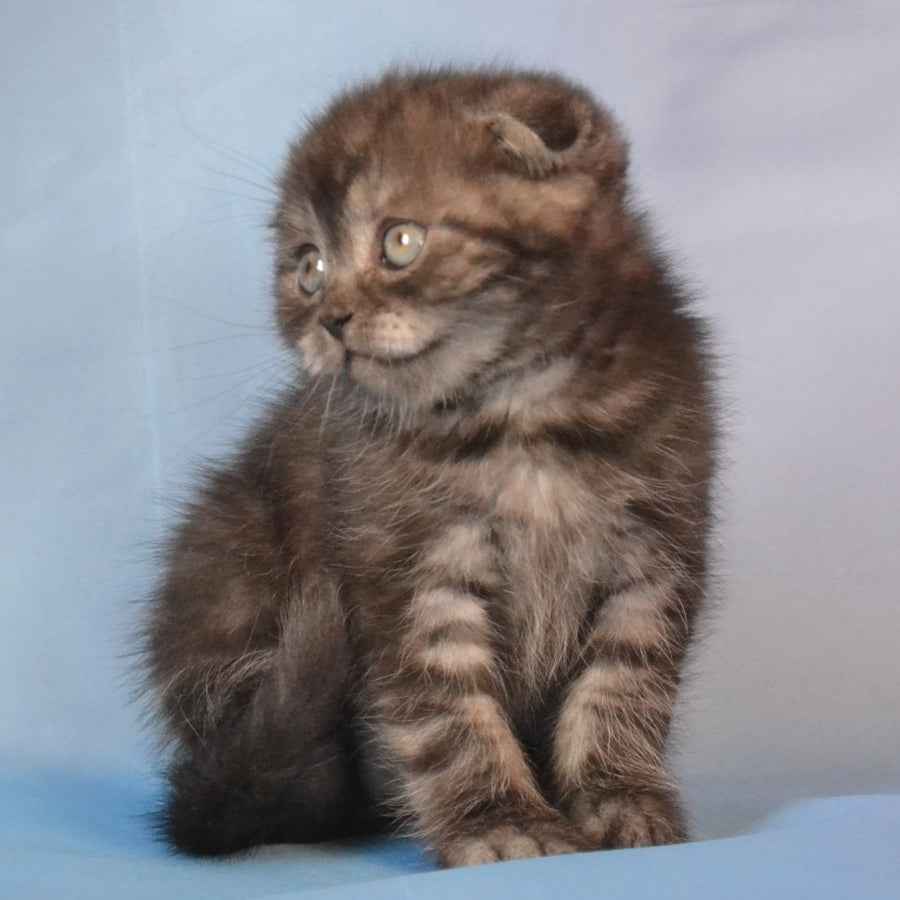 Romeo Scottish Fold male, black silver tabby