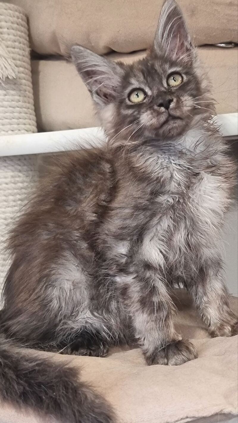 Cassia Maine Coon female black silver - live animals