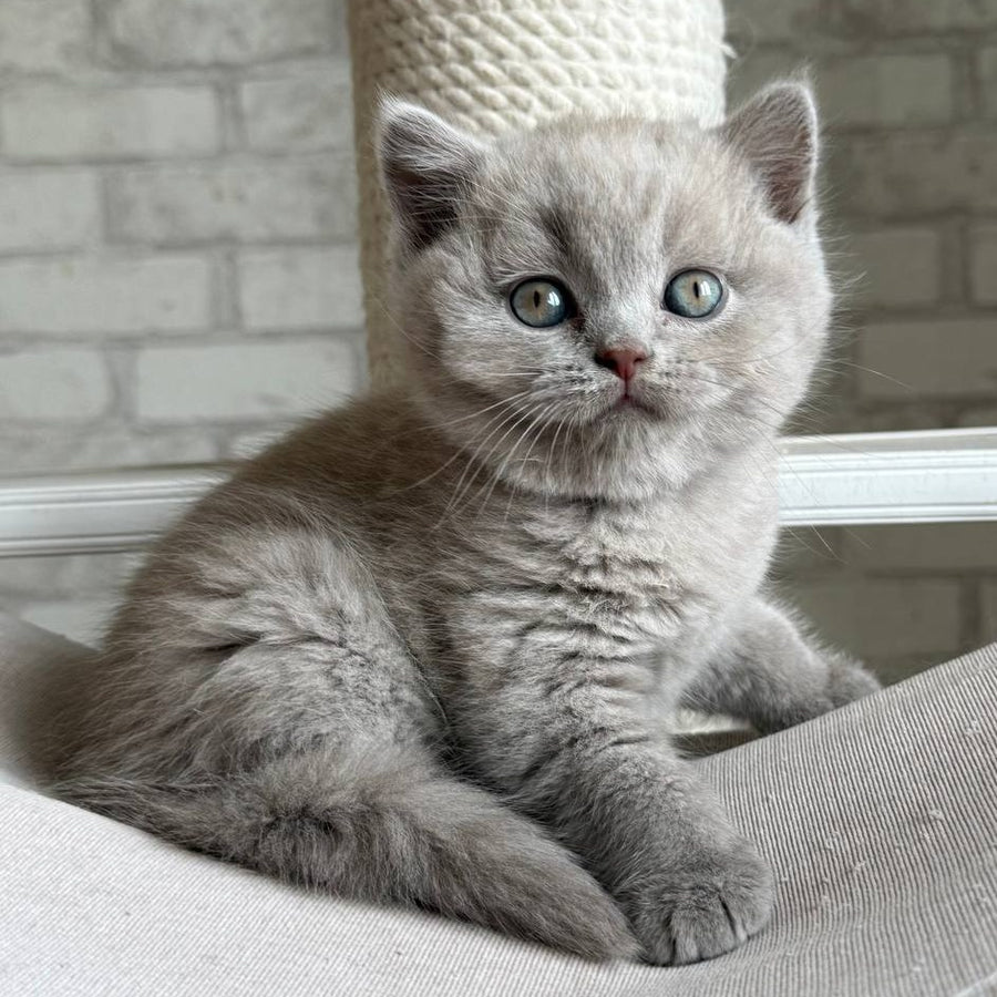 Bastian British Shorthair male, lilac