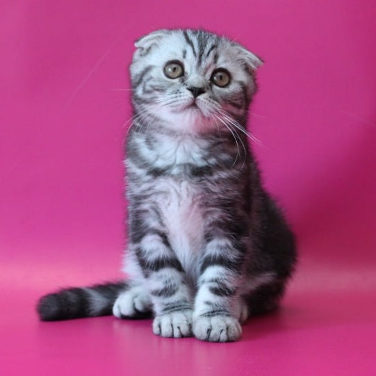 Sofi Scottish Fold female, black silver tabby