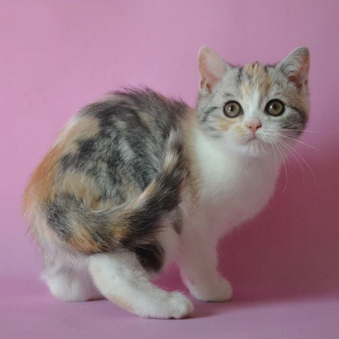 Samanta Scottish Straight female, black tortie silver tabby bicolour