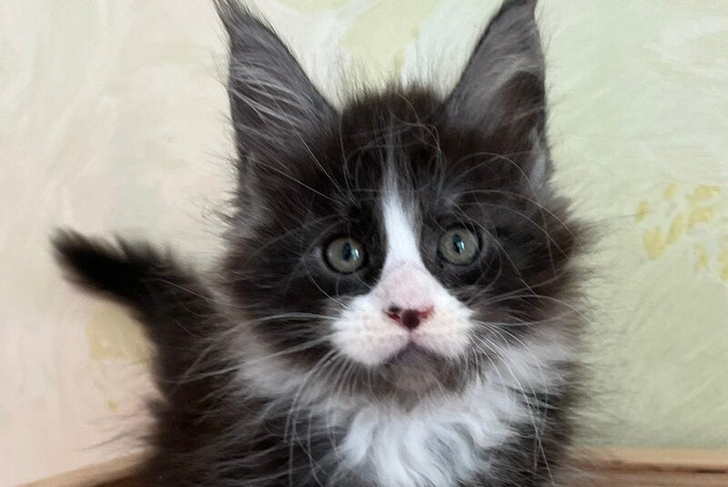 Jolene Maine Coon female, blue silver bicolour