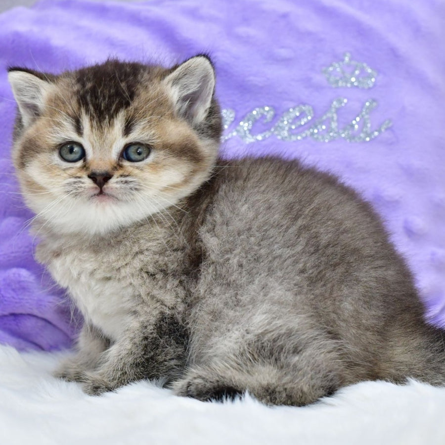 Knopka British Shorthair female, black ticked tabby