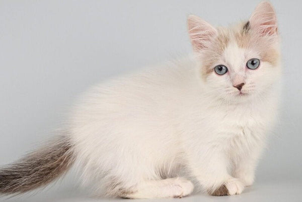 Yogurt Munchkin male seal pointed van - live animals