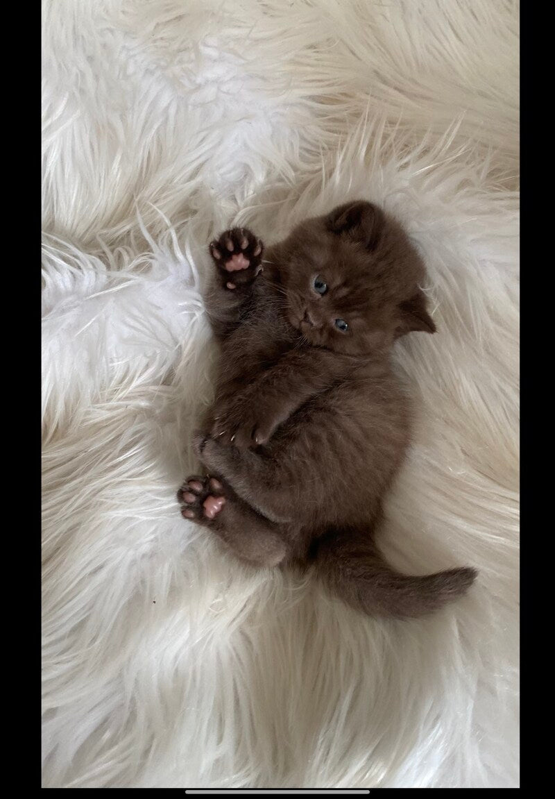 Zefir British Shorthair male chocolate - live animals