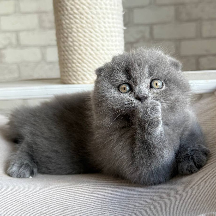 Nora Scottish Fold female, blue