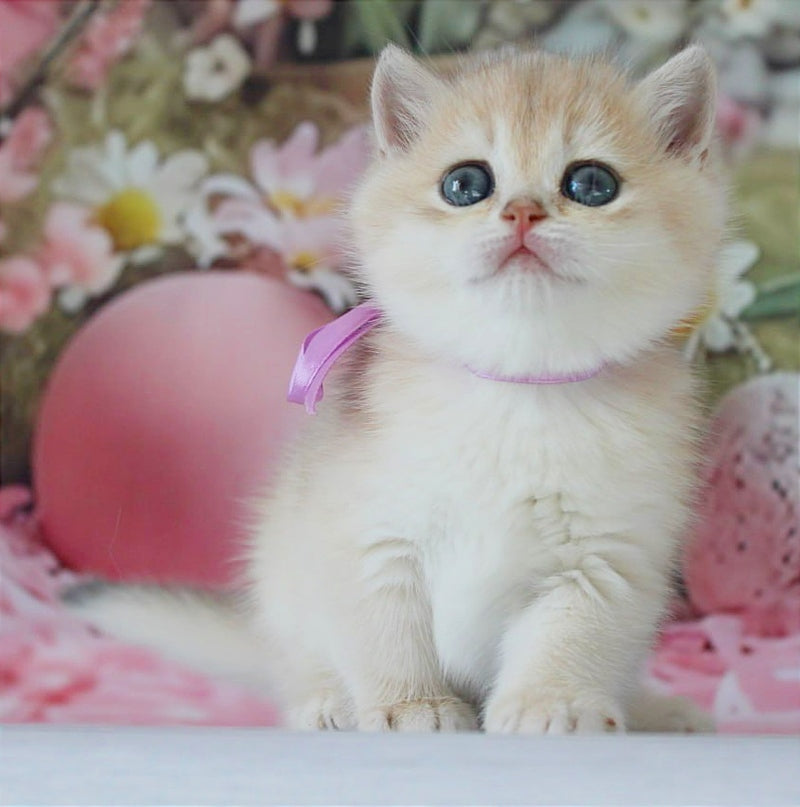 Fifa British Shorthair female blue golden chinchilla live animals