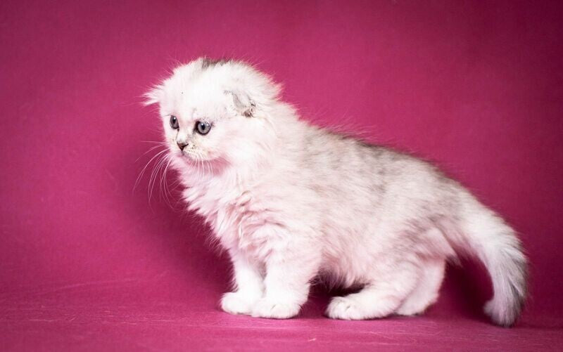Catrina Scottish Fold female black silver shaded - live animals