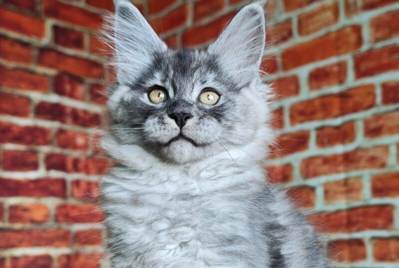 Freya Maine Coon female, black silver